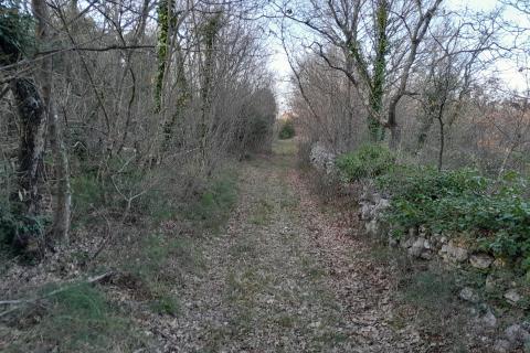 Istra,Orbanići,šuma i pašnjaci