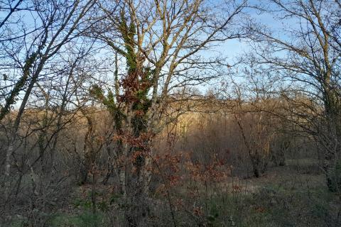 Istra,Orbanići,šuma i pašnjaci