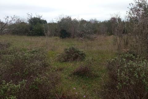 Niet bouwgrond Vodnjan, 5.463m2