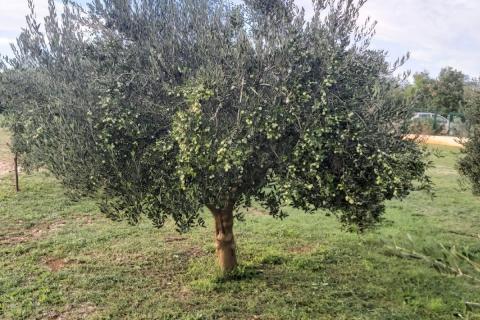 Stavbno zemljišče Svetvinčenat, 5.373m2