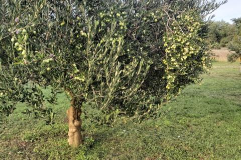 Stavbno zemljišče Svetvinčenat, 5.373m2