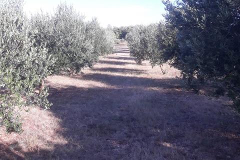 Stavbno zemljišče Svetvinčenat, 5.373m2