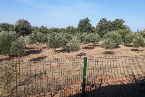 Stavbno zemljišče Svetvinčenat, 5.373m2