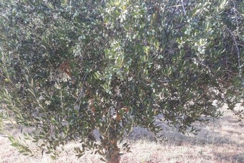 Stavbno zemljišče Svetvinčenat, 5.373m2