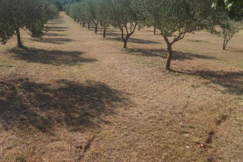 Stavbno zemljišče Svetvinčenat, 5.373m2