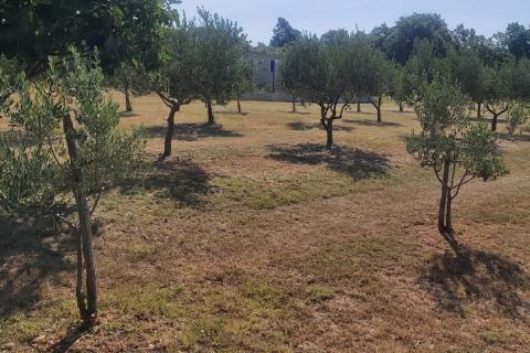 Stavbno zemljišče Svetvinčenat, 5.373m2