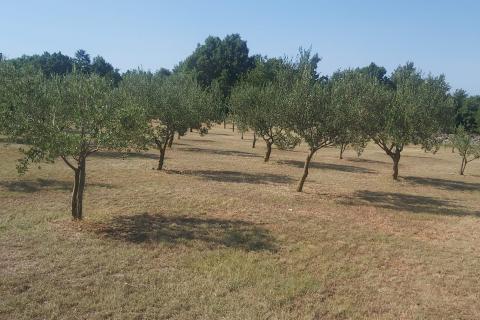 Stavbno zemljišče Svetvinčenat, 5.373m2