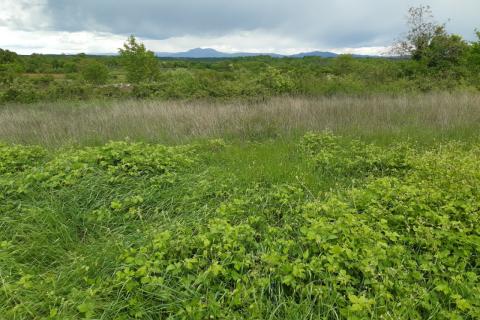 Stavbno zemljišče Barban, 1.381m2