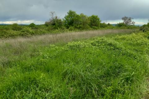 Stavbno zemljišče Barban, 1.381m2