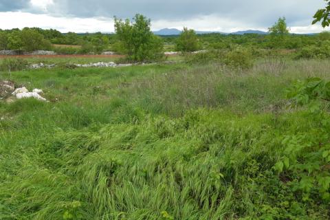 Stavbno zemljišče Barban, 1.381m2