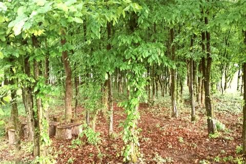 Земельный участок строительного назначения Gornji Stupnik, Stupnik, 5.171m2