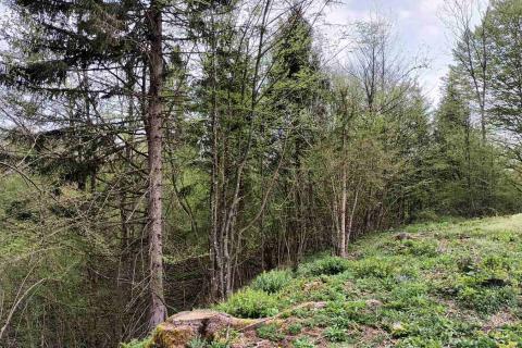 Stavbno zemljišče Vujnovići, Vrbovsko, 2.493m2