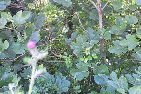 Terreno non edificabile Kraljevica, 779m2