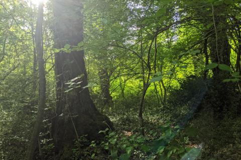 Stavbno zemljišče Bale, 11.800m2