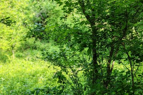 Moščenička draga, Sveti Anton - starina na 1652 m2 