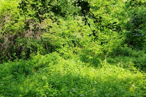 Moščenička draga, Sveti Anton - starina na 1652 m2 