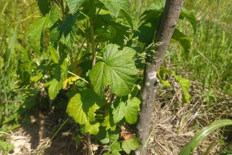 Stavbno zemljišče Velika Jamnička, Pisarovina, 4.842m2