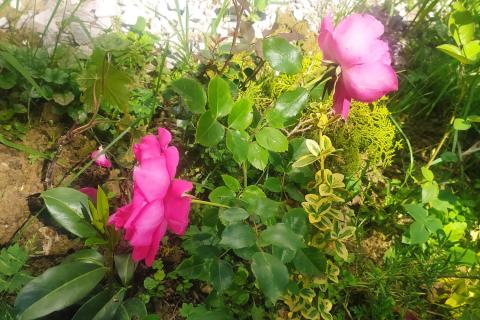 Stavbno zemljišče Velika Jamnička, Pisarovina, 4.842m2