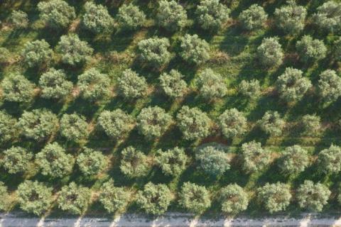 Земельный участок нестроительного назначения Rovinjsko Selo, Rovinj, 3.180m2