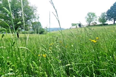 Building plot Centar, Pazin, 7.500m2