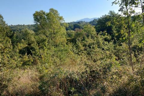 GRAČIŠĆE, okolica - stara kamena kuća sa 6880 m2 dvorišta