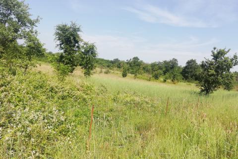 Stavbno zemljišče Baderna, Poreč, 4.527m2