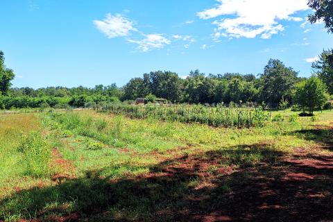 Non-structural plot Brtonigla, 7.685m2