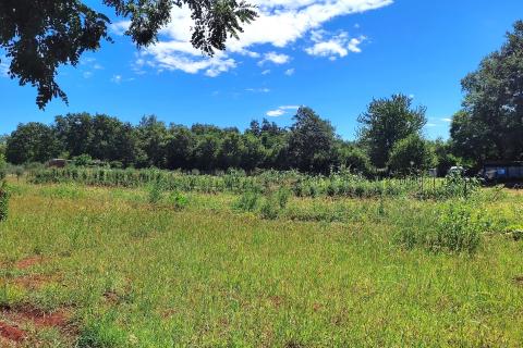 Non-structural plot Brtonigla, 7.685m2