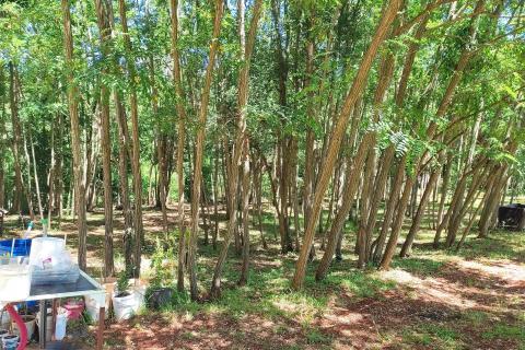 Non-structural plot Brtonigla, 7.685m2