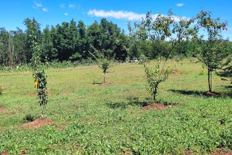 Non-structural plot Brtonigla, 7.685m2