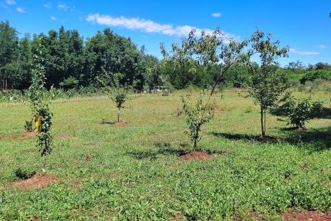 Non-structural plot Brtonigla, 7.685m2