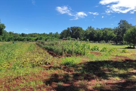 Non-structural plot Brtonigla, 7.685m2