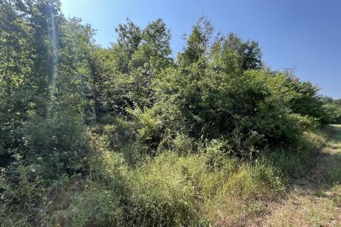 Stavbno zemljišče Delići, Sveti Lovreč, 5.119m2