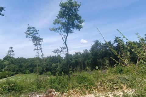 Building plot Sveti Lovreč, 871m2