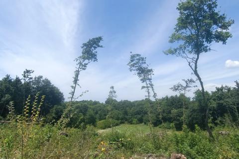 Building plot Sveti Lovreč, 871m2