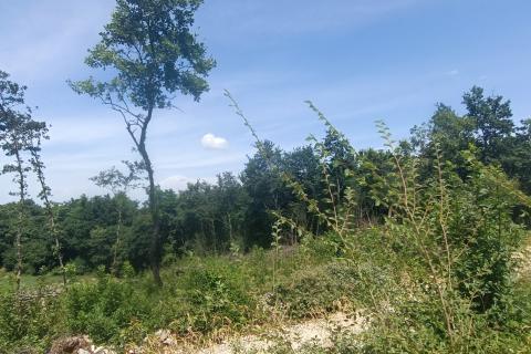 SVeti Lovreč. okolica, pravilno građevinsko zemljište