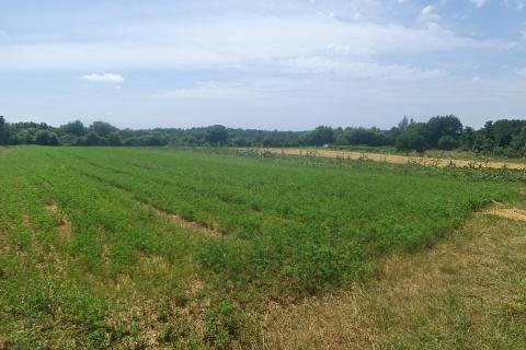 Building plot Sveti Lovreč, 19.747m2