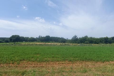 Building plot Sveti Lovreč, 19.747m2