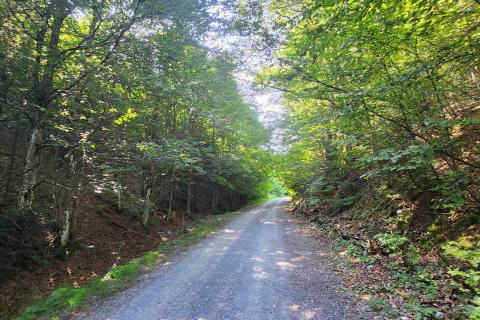 Gorski kotar, Mrkopalj - mlada bukova šuma