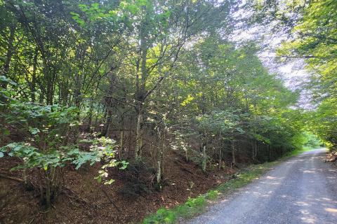 Gorski kotar, Mrkopalj - mlada bukova šuma