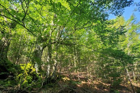 Gorski kotar, Mrkopalj - mlada bukova šuma