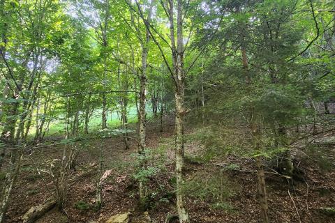 Gorski kotar, Mrkopalj - mlada bukova šuma