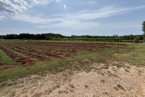 Umag, okolica - Samostojeća kuća na velikoj okućnici od 4 hektara