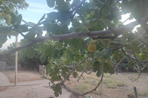 Baška - polj. zemljište 206m2, pogled