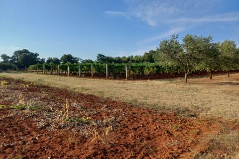 Istra, Marčana - gospodarski objekt na zemljištu od 12000 m2