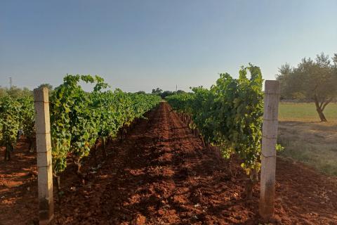 Istra, Marčana - gospodarski objekt na zemljištu od 12000 m2