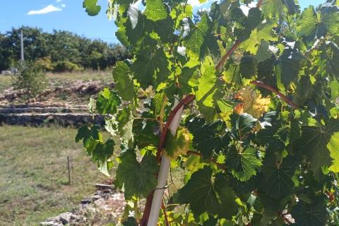 Istra, okolica Svetvinčenta, veliko zemljište, građevinsko i poljoprivredno