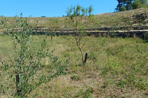 Istra, okolica Svetvinčenta, veliko zemljište, građevinsko i poljoprivredno
