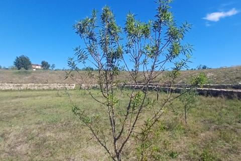 Istra, okolica Svetvinčenta, veliko zemljište, građevinsko i poljoprivredno