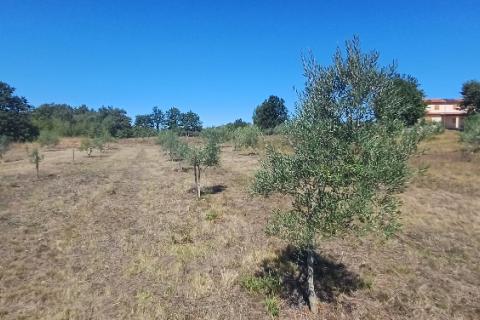 Istra, okolica Svetvinčenta, veliko zemljište, građevinsko i poljoprivredno